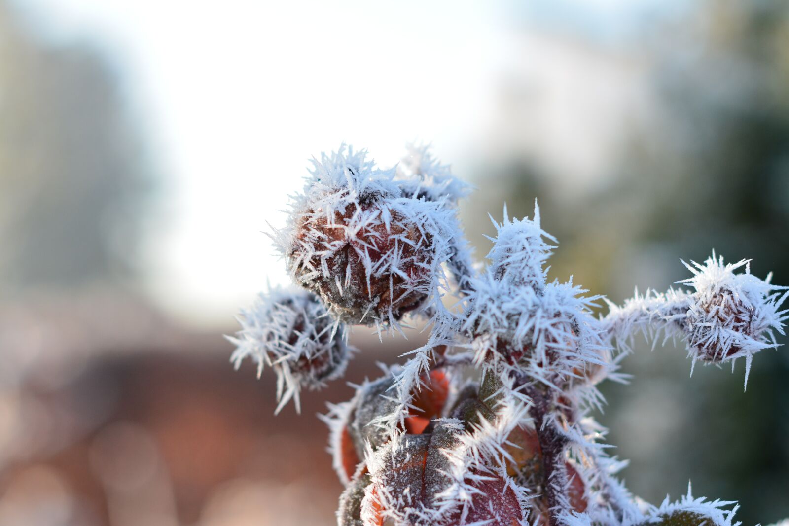 Nikon D7100 sample photo. Nature, winter, landscape photography