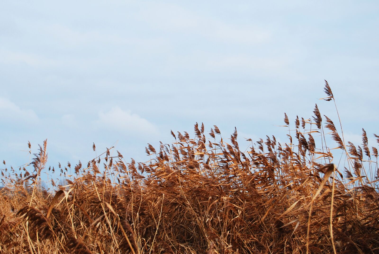 Nikon D60 sample photo. Weser, wind, bremen photography