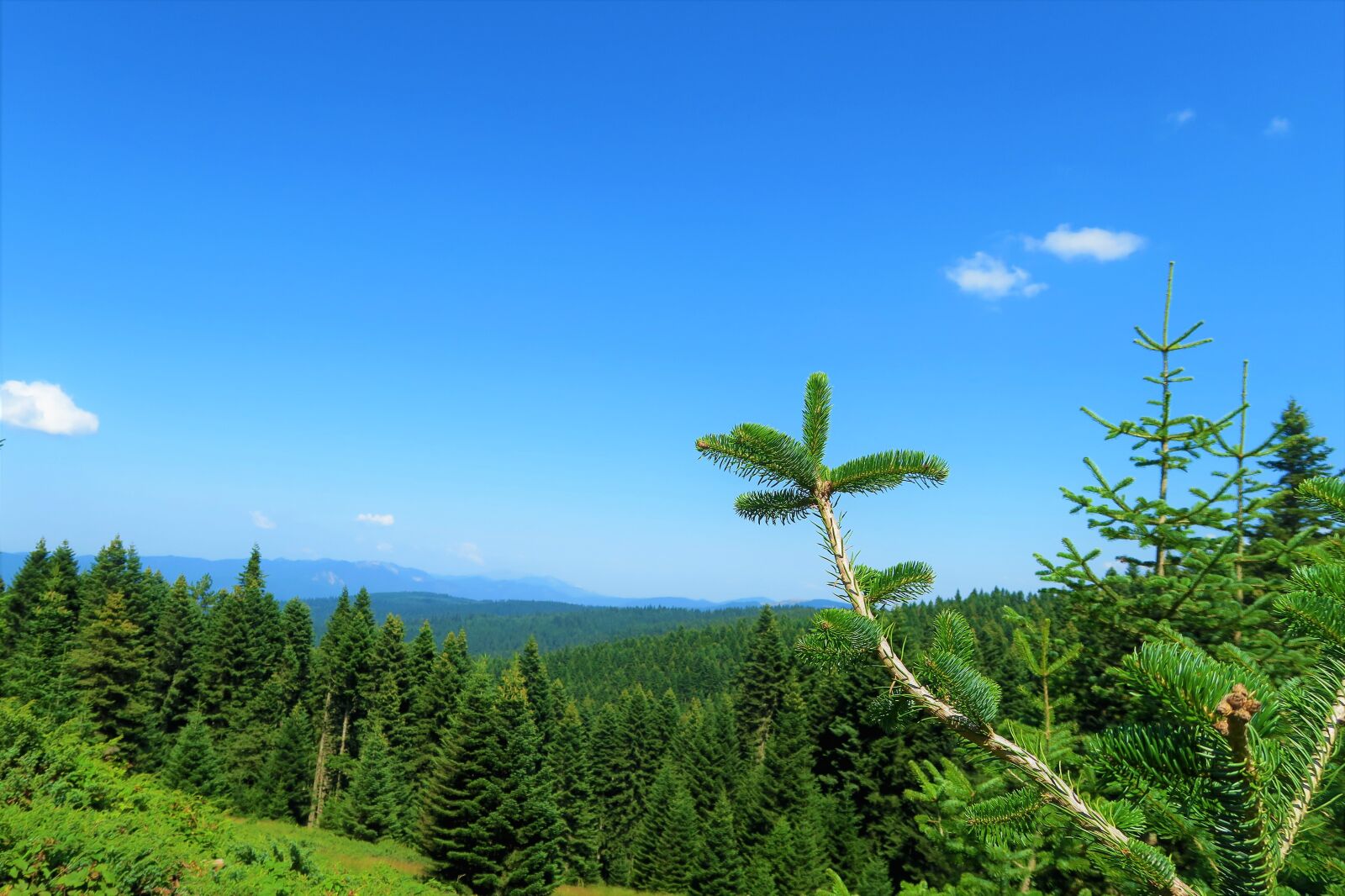 Canon PowerShot G7 X sample photo. Forest, mountains, green photography