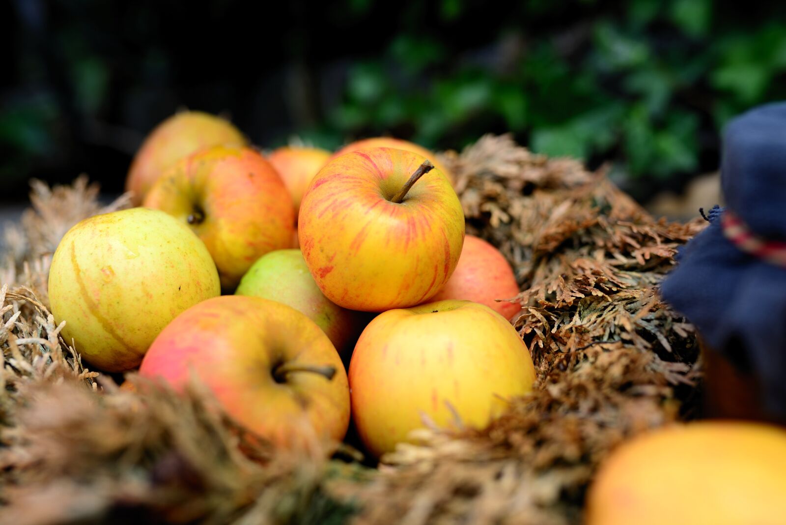 Nikon D610 sample photo. Apples, fruit, harvest photography