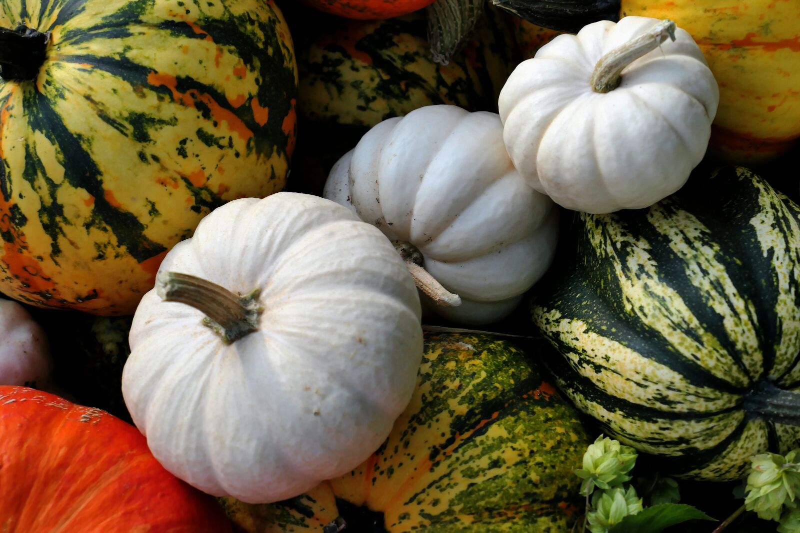 Panasonic Lumix DMC-LX10 (Lumix DMC-LX15) sample photo. Pumpkin, thanksgiving, autumn photography