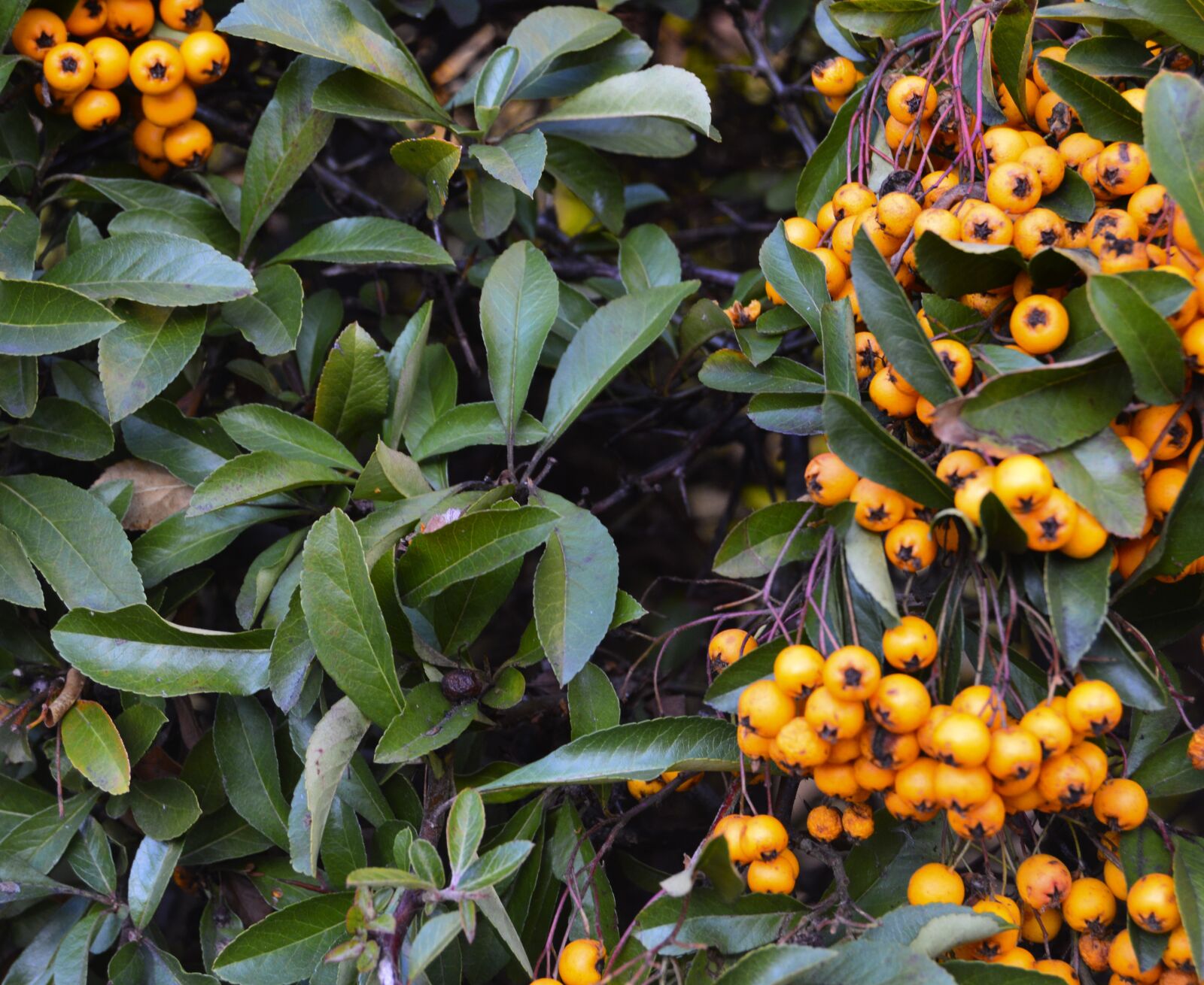 Nikon D3200 sample photo. Garden, green, nature photography