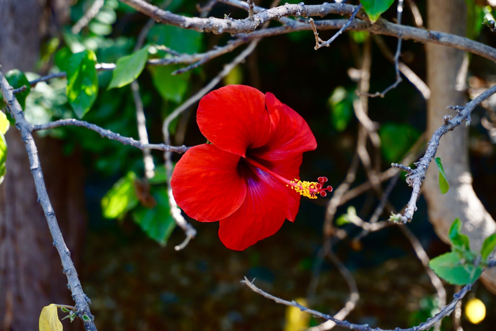 Sony a6000 sample photo. Flower, hibiscus, tropical photography