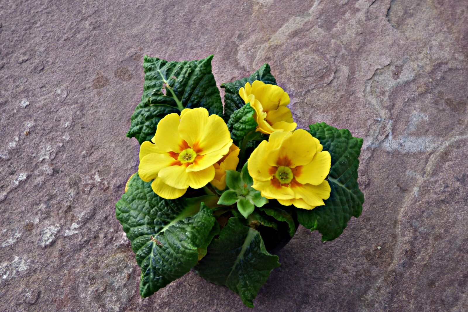 Panasonic DMC-FZ72 sample photo. Flowers, yellow, soil photography