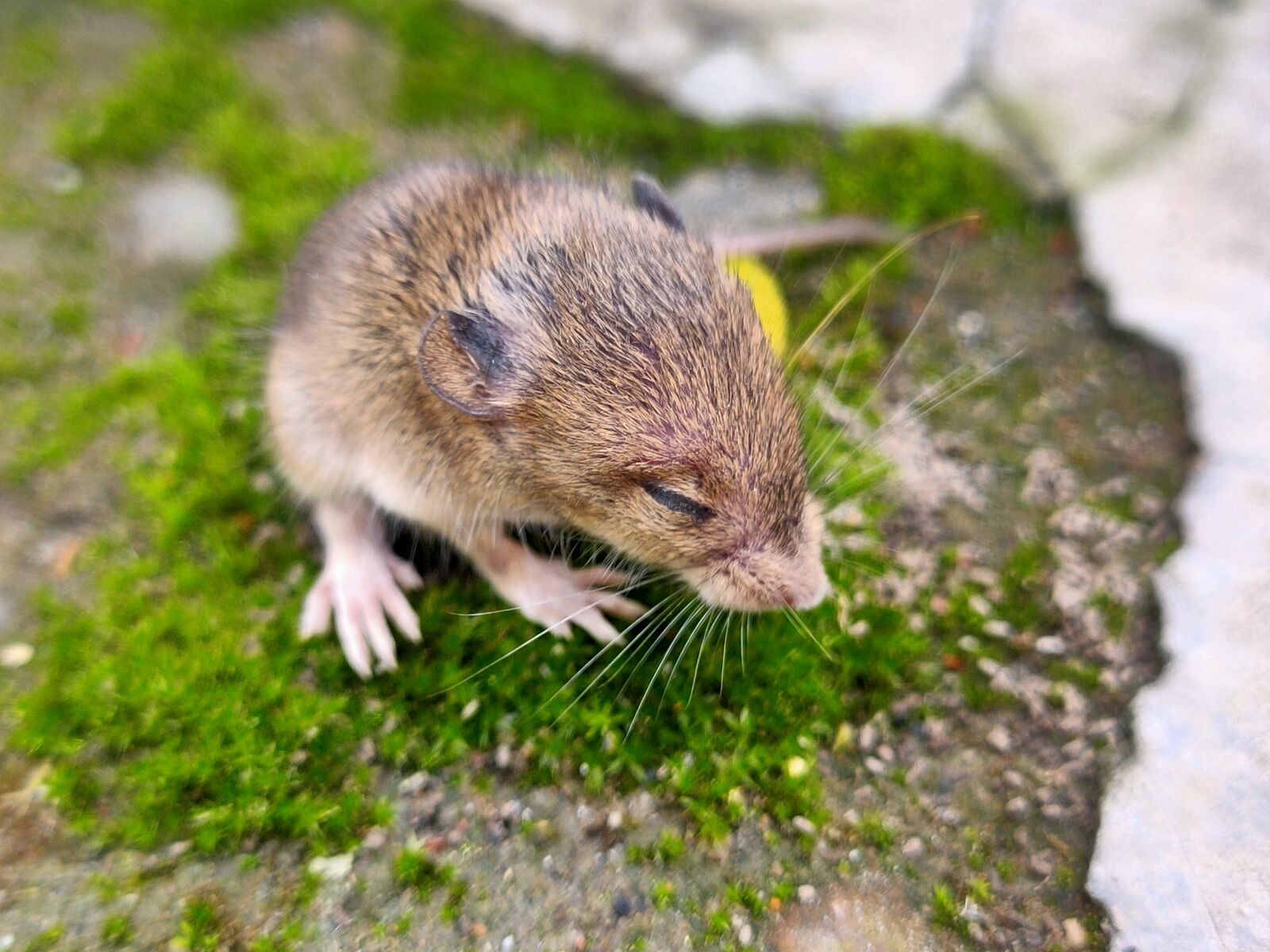 Realme 5 PRO sample photo. Rat, closeup, mice photography
