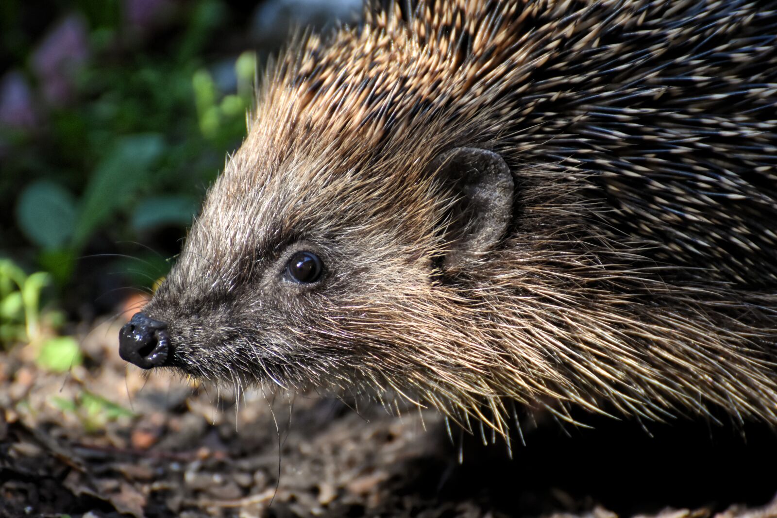 Nikon D7200 sample photo. Hedgehog, animal, spur photography
