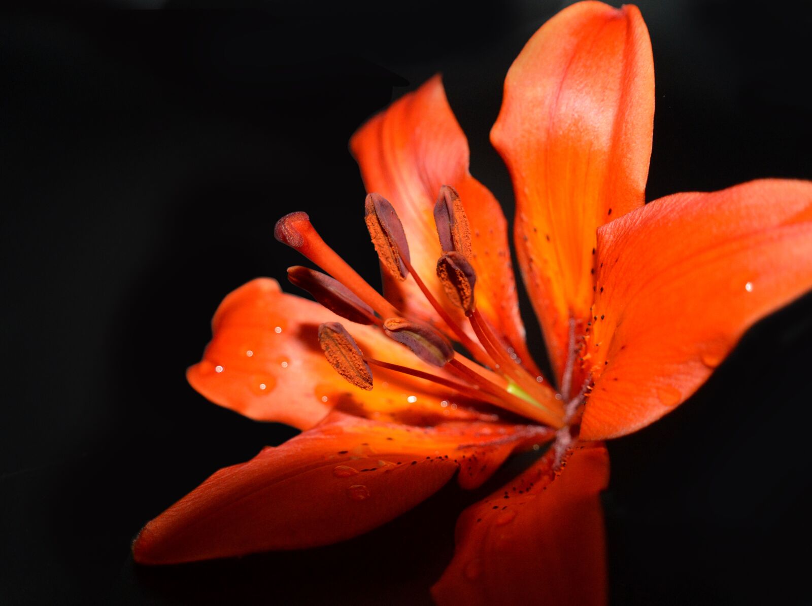 Nikon D3200 sample photo. Lily, blossom, bloom photography