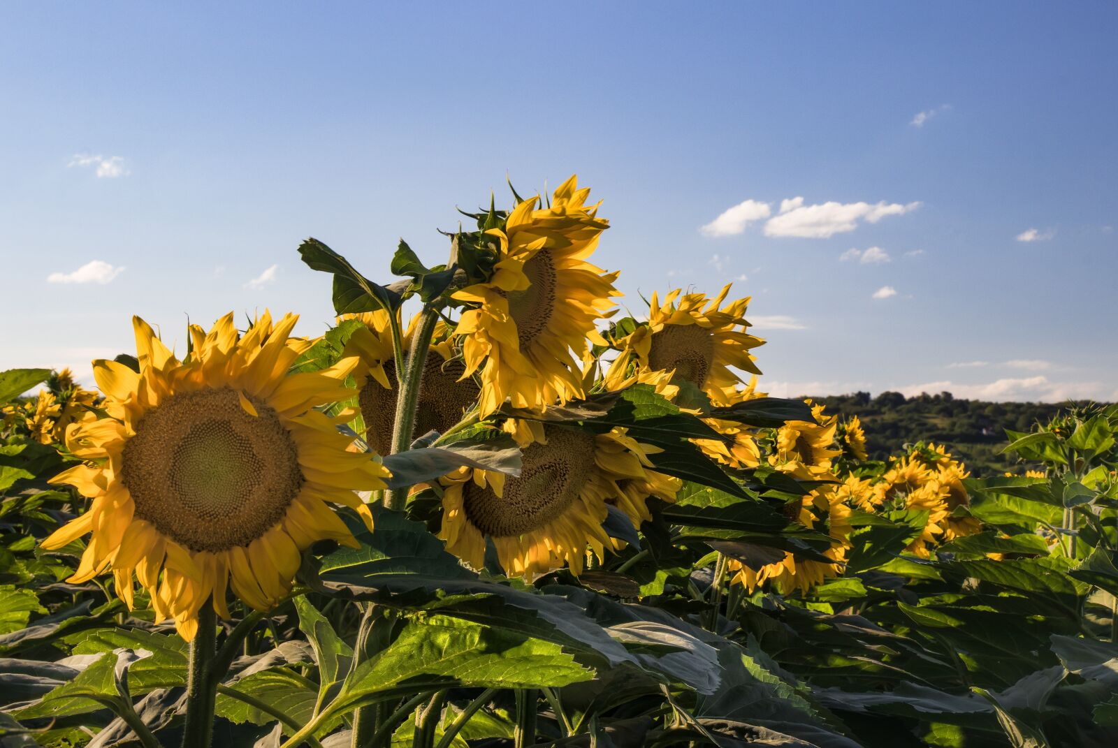 Canon EF-S 18-135mm F3.5-5.6 IS USM sample photo. Sunflower, summer, nature photography