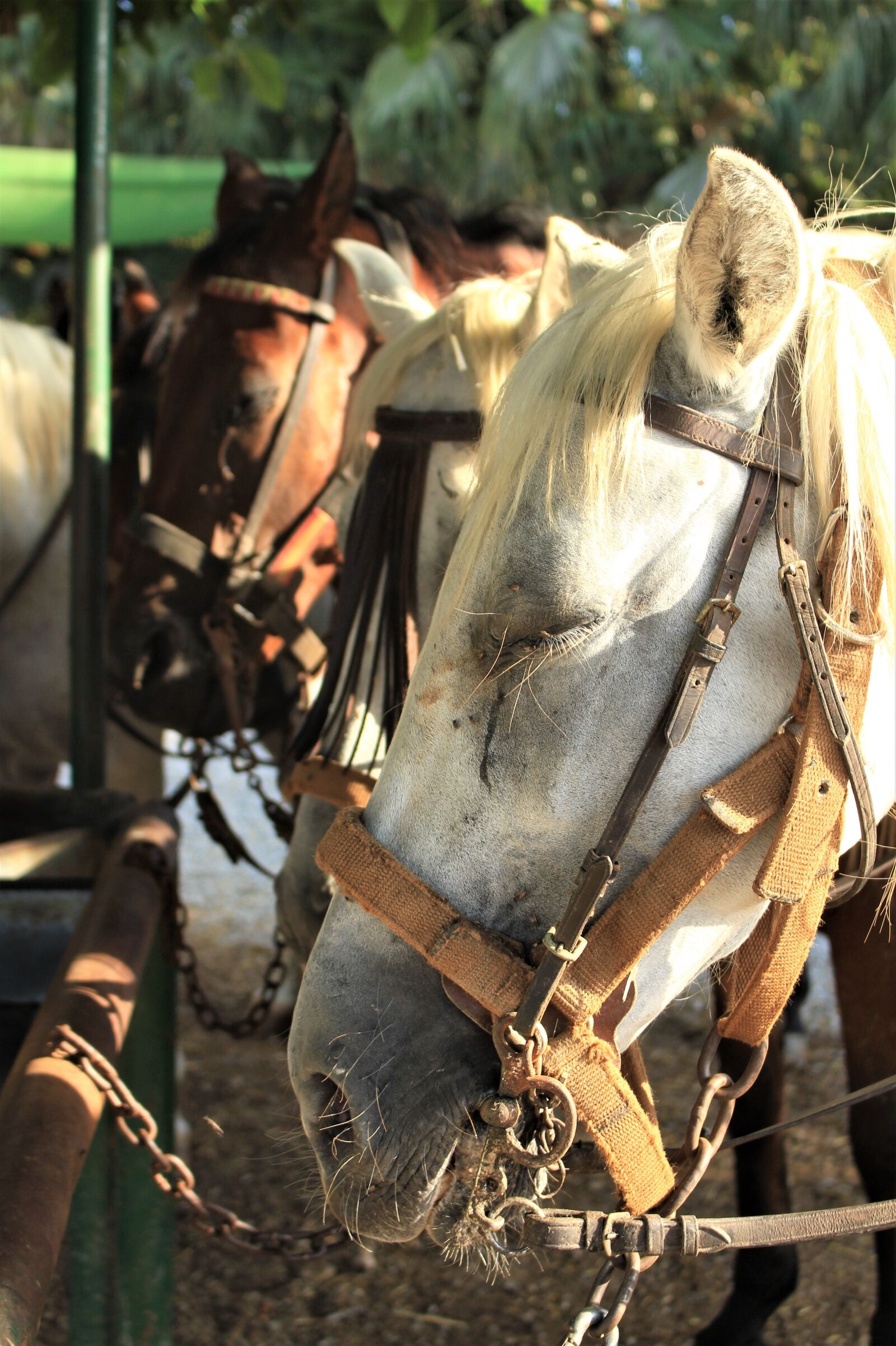 Canon EOS 700D (EOS Rebel T5i / EOS Kiss X7i) sample photo. Mold, horses, portrait photography