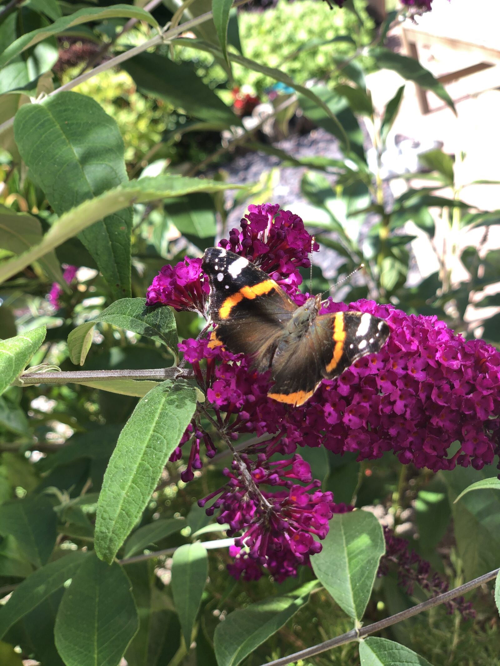 iPhone X back dual camera 6mm f/2.4 sample photo. Butterfly, flower, nature photography