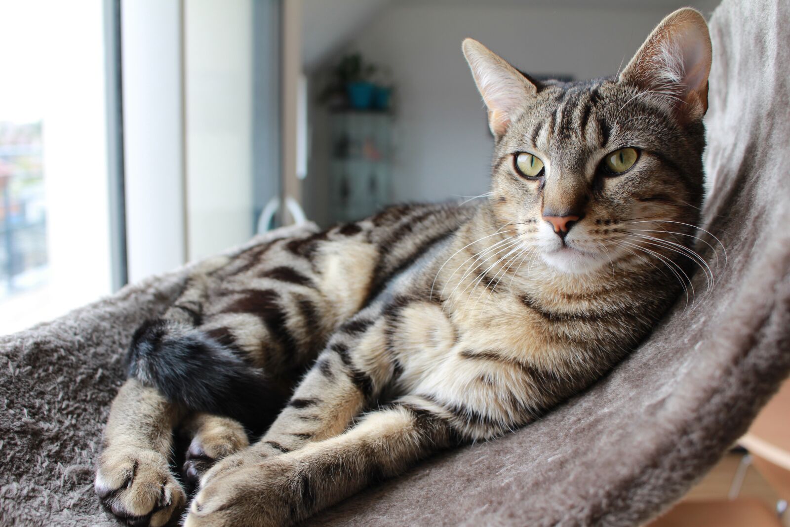 Canon EOS 700D (EOS Rebel T5i / EOS Kiss X7i) sample photo. Cat, tabby cat, indoor photography