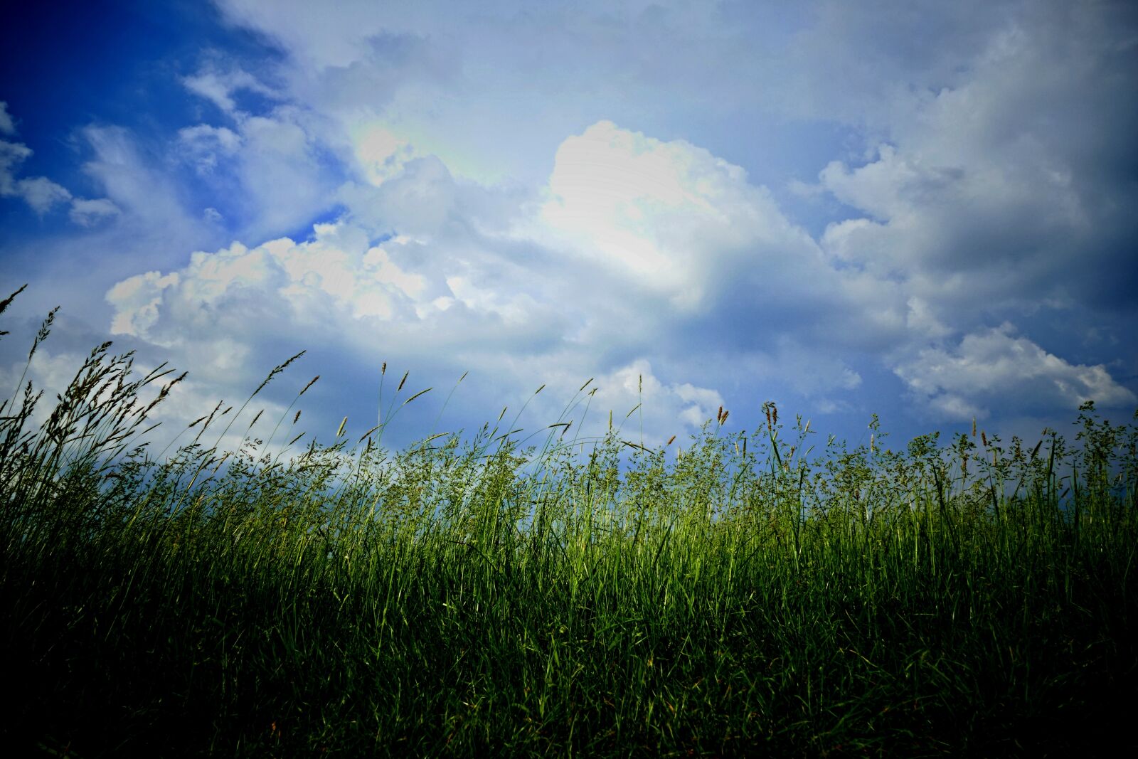 Panasonic Lumix DMC-FZ1000 sample photo. The clouds, meadow, grass photography
