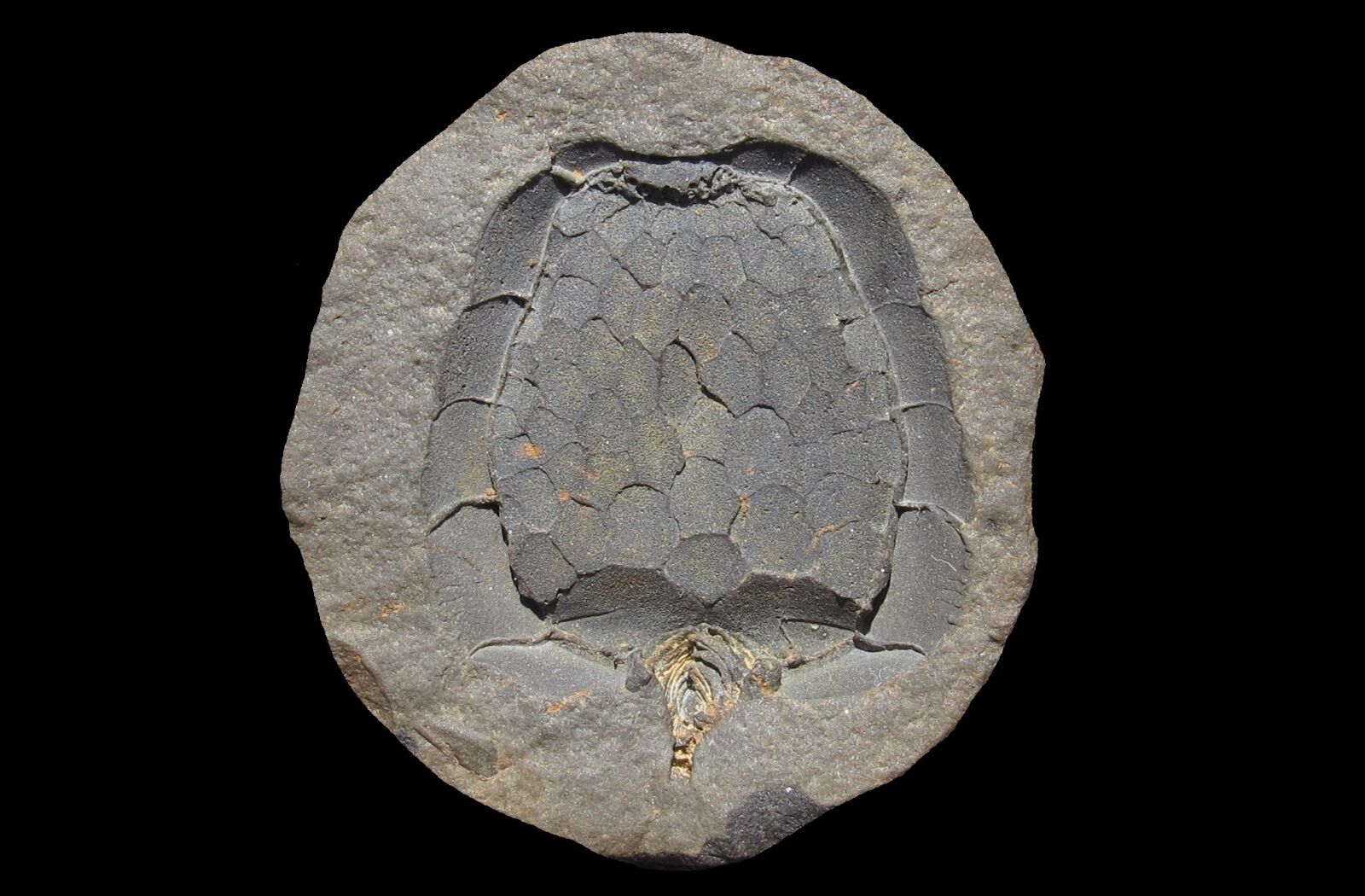 Canon PowerShot G12 sample photo. Fossil, carpoidea, mitrocystites mitra photography