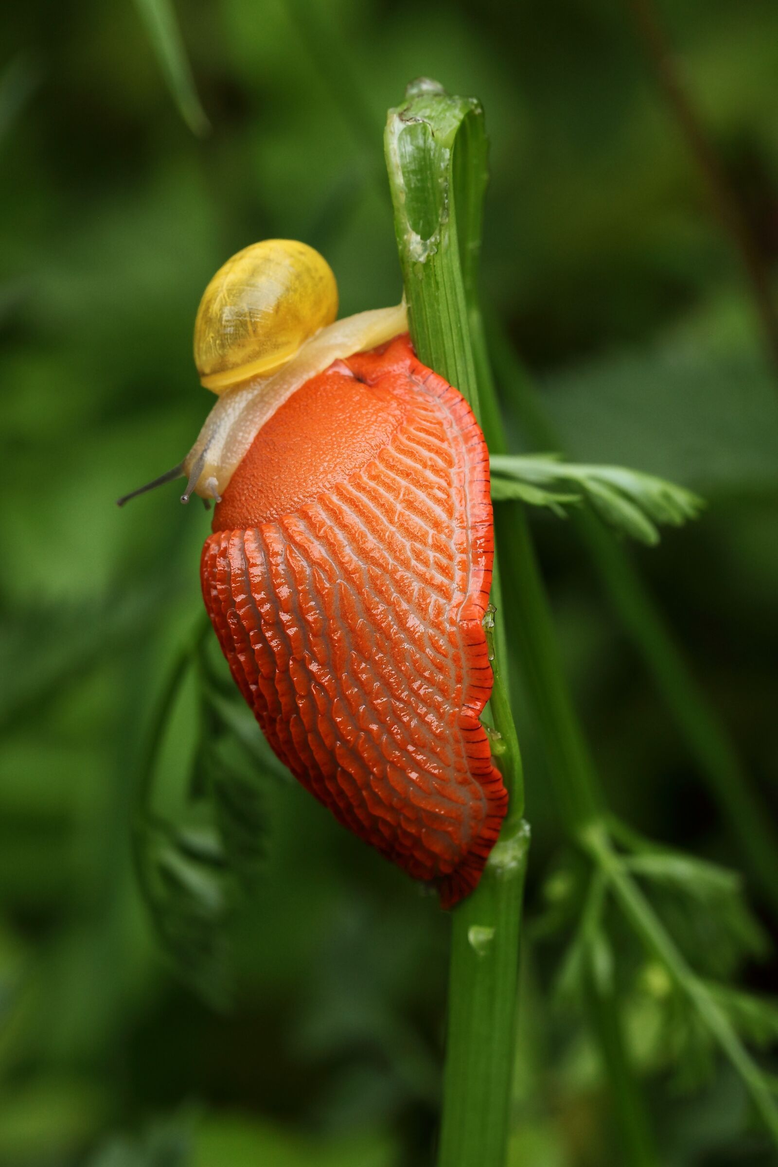 Canon EOS 5D Mark II sample photo. Slug, orange, snail photography