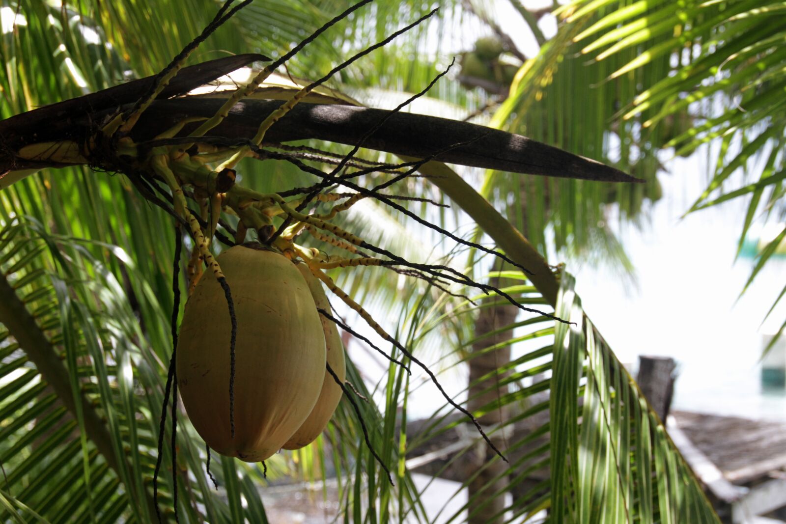 Canon EOS 7D sample photo. Coconut, fresh, nutrition photography