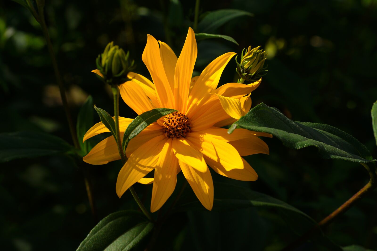 Sony a99 II sample photo. Flower, blossom, bloom photography