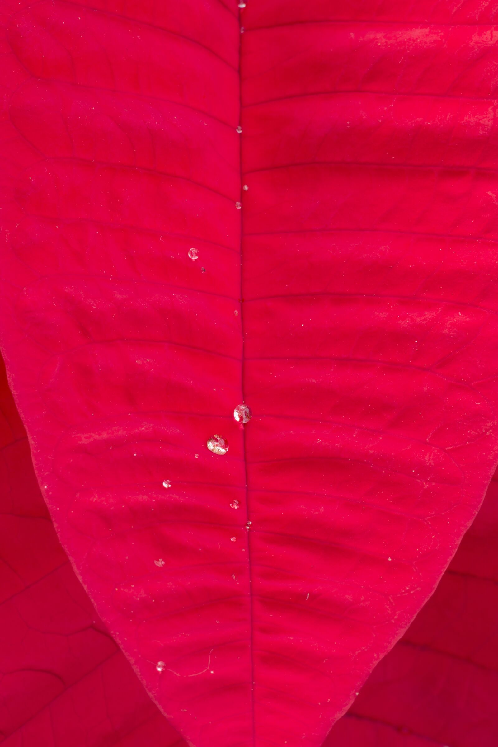 Canon EF 180mm F3.5L Macro USM sample photo. Leaf, red, color photography