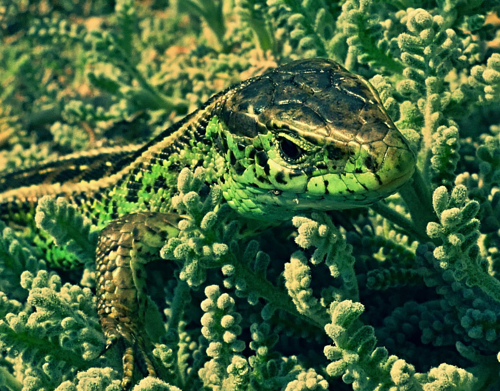 Panasonic Lumix DMC-FZ1000 sample photo. The lizard, common, reptile photography