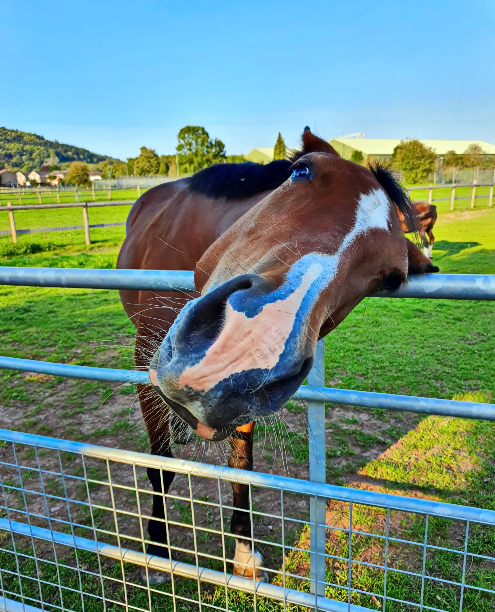 Samsung SM-G973F sample photo. Fun, horse, colorful photography