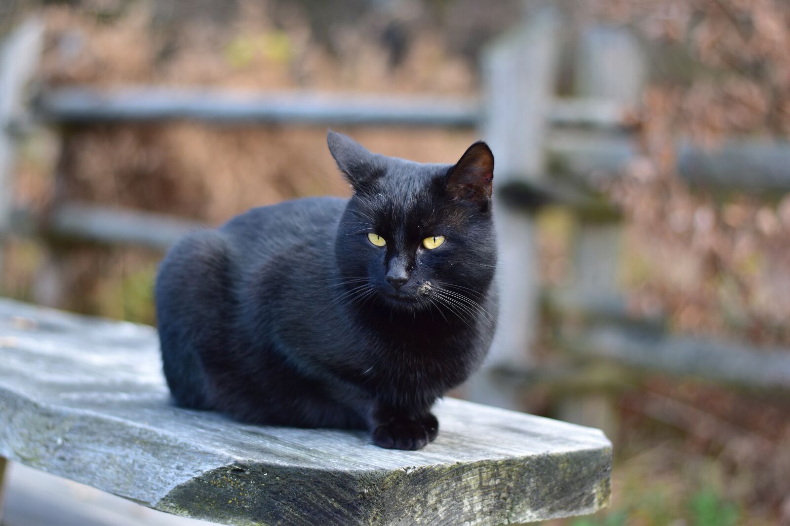 Nikon D3500 sample photo. Cats, black, winter photography