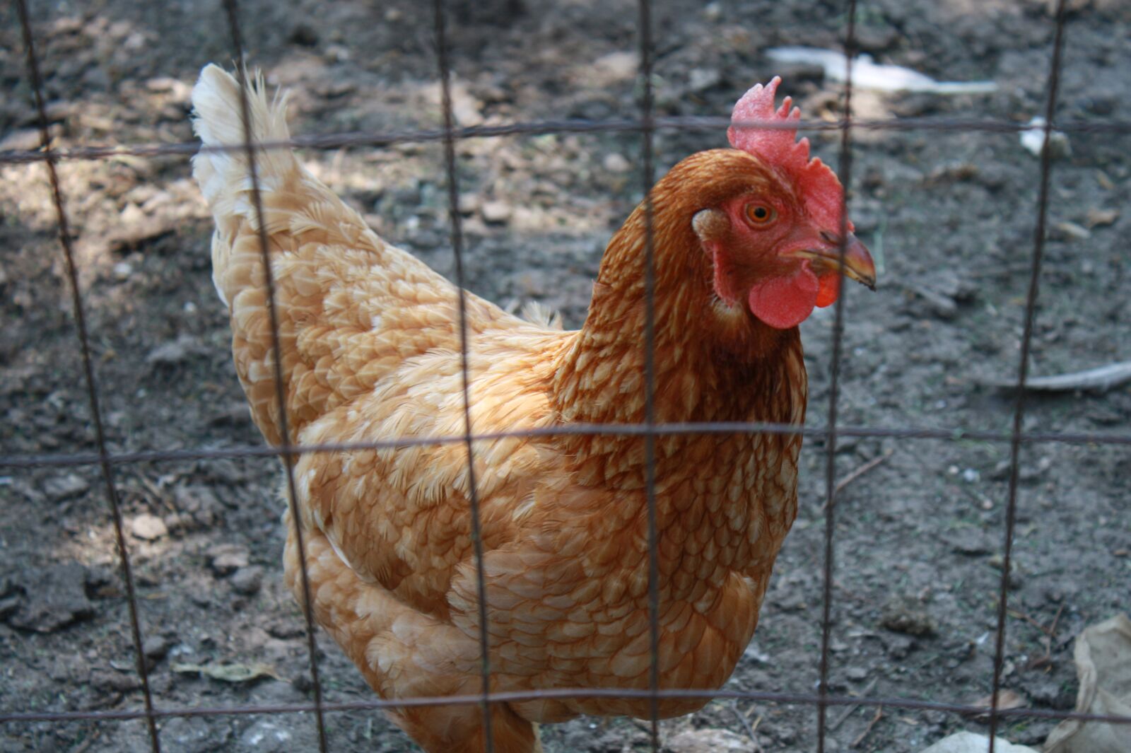 Canon EOS 1000D (EOS Digital Rebel XS / EOS Kiss F) sample photo. Hen, chicken, animal photography