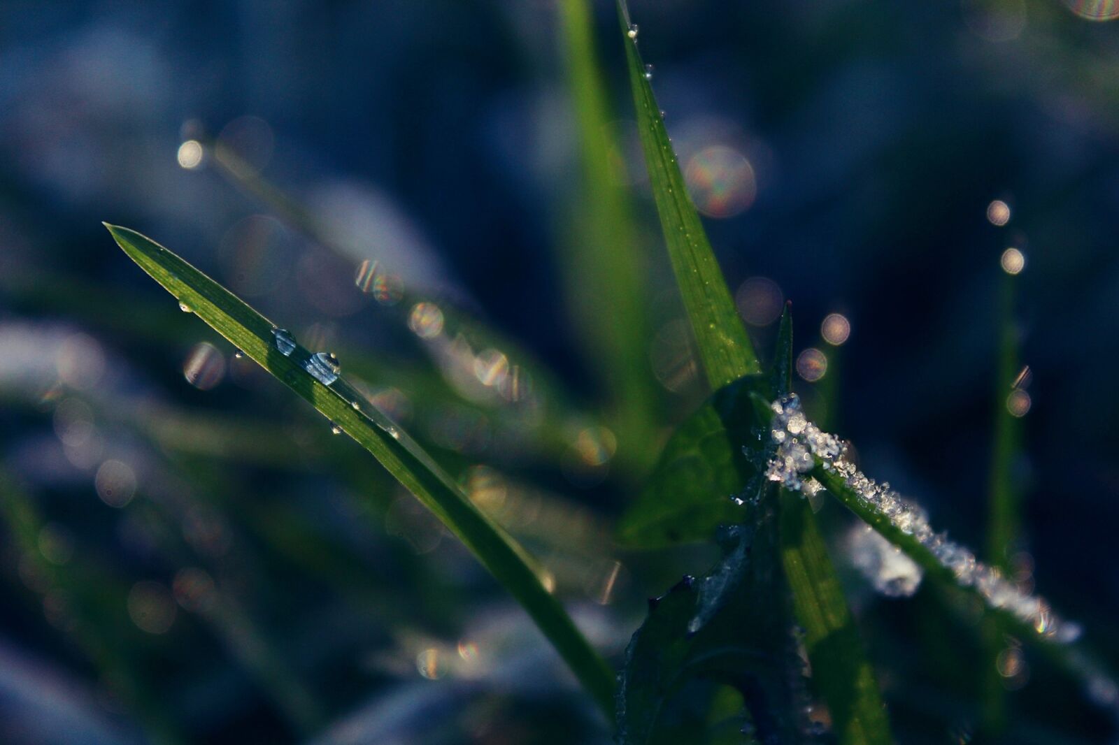 Canon EOS 1200D (EOS Rebel T5 / EOS Kiss X70 / EOS Hi) sample photo. Grass, nature, cold photography