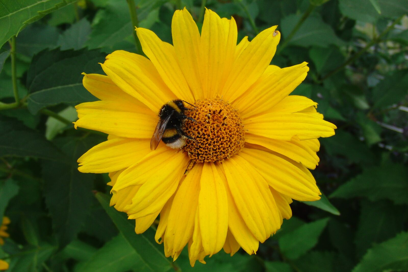 CASIO EX-FC100 sample photo. Flower, yellow, hummel photography