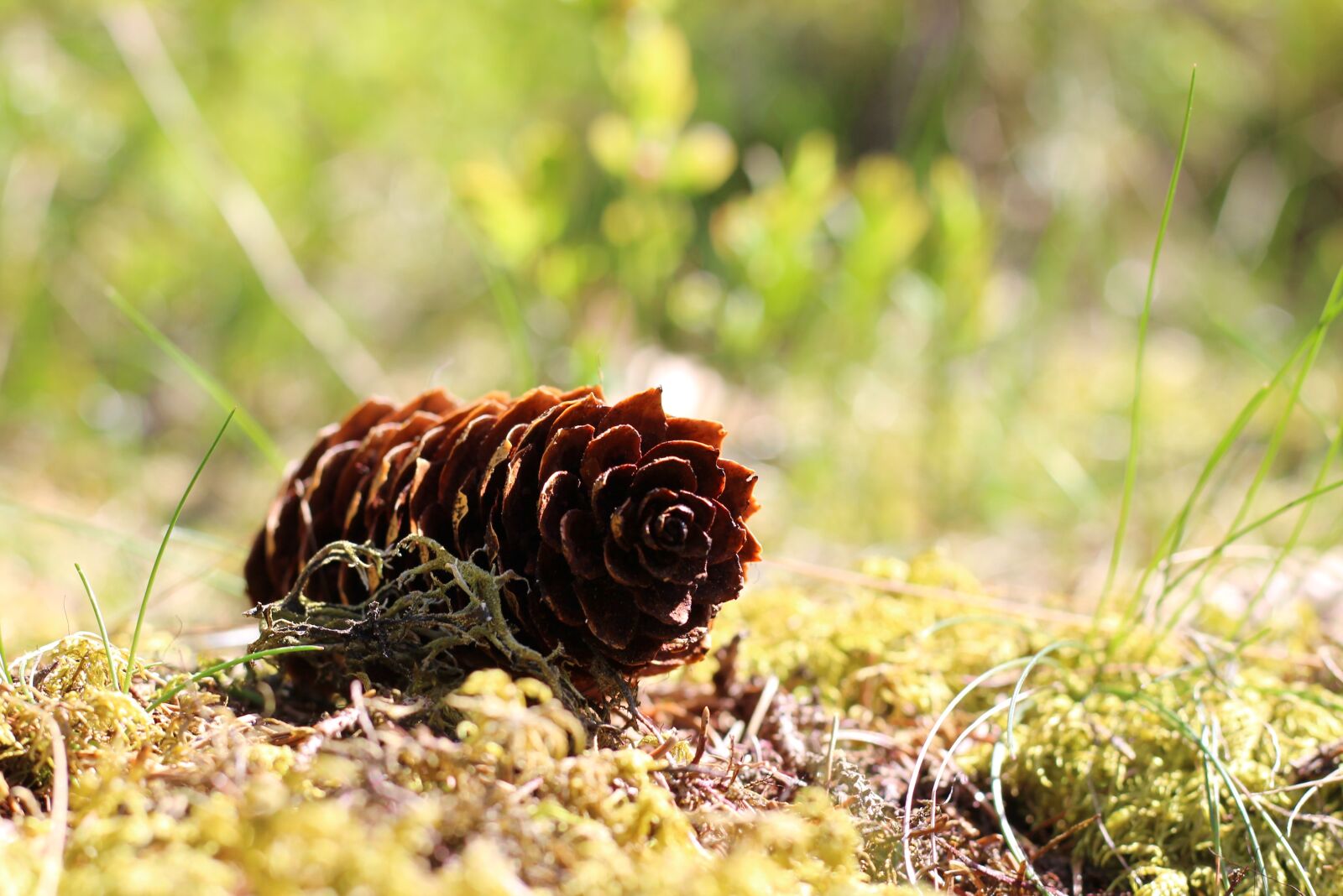 Canon EOS 600D (Rebel EOS T3i / EOS Kiss X5) sample photo. Nature, tap, pine cones photography