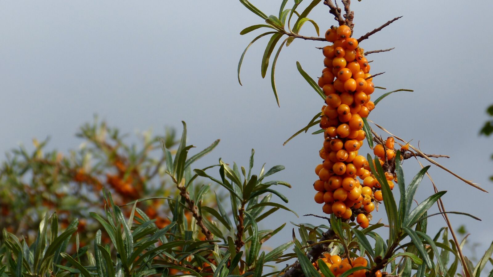 Panasonic Lumix DMC-FZ150 sample photo. Sea buckthorn, plant, bush photography