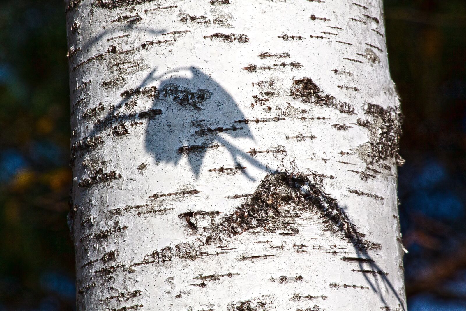Canon EOS 50D + Canon EF 70-300mm F4-5.6 IS USM sample photo. Birch, tribe, nature photography