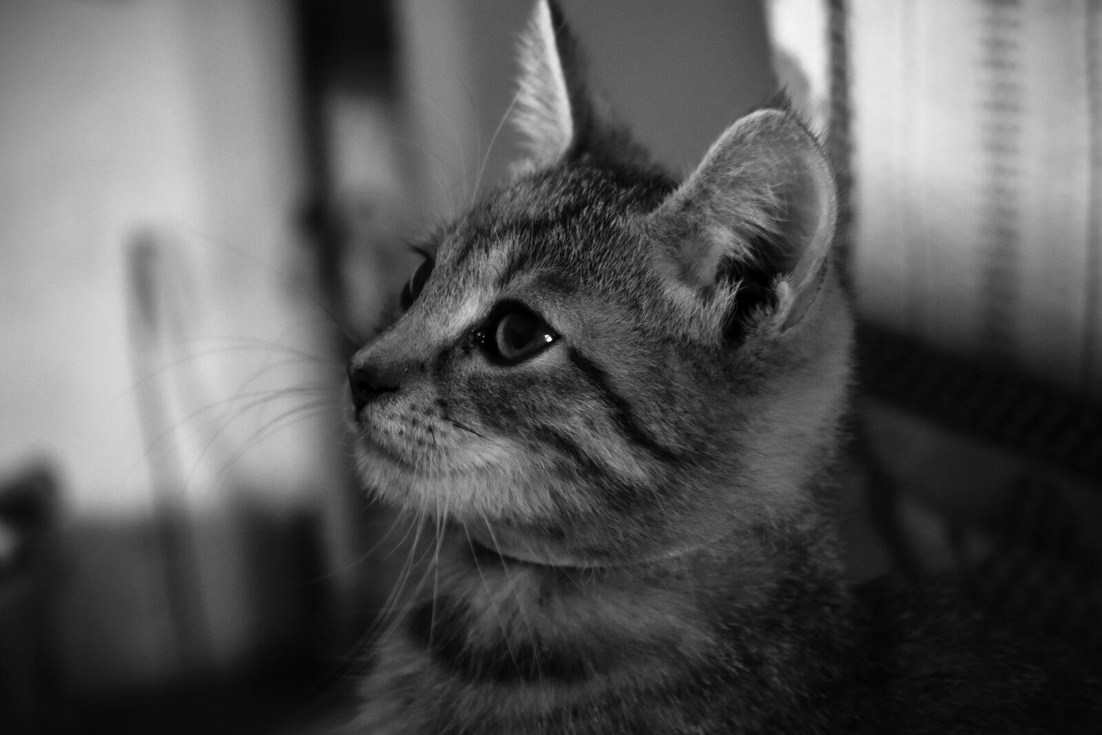 Nikon D5300 sample photo. Black, white, cat photography