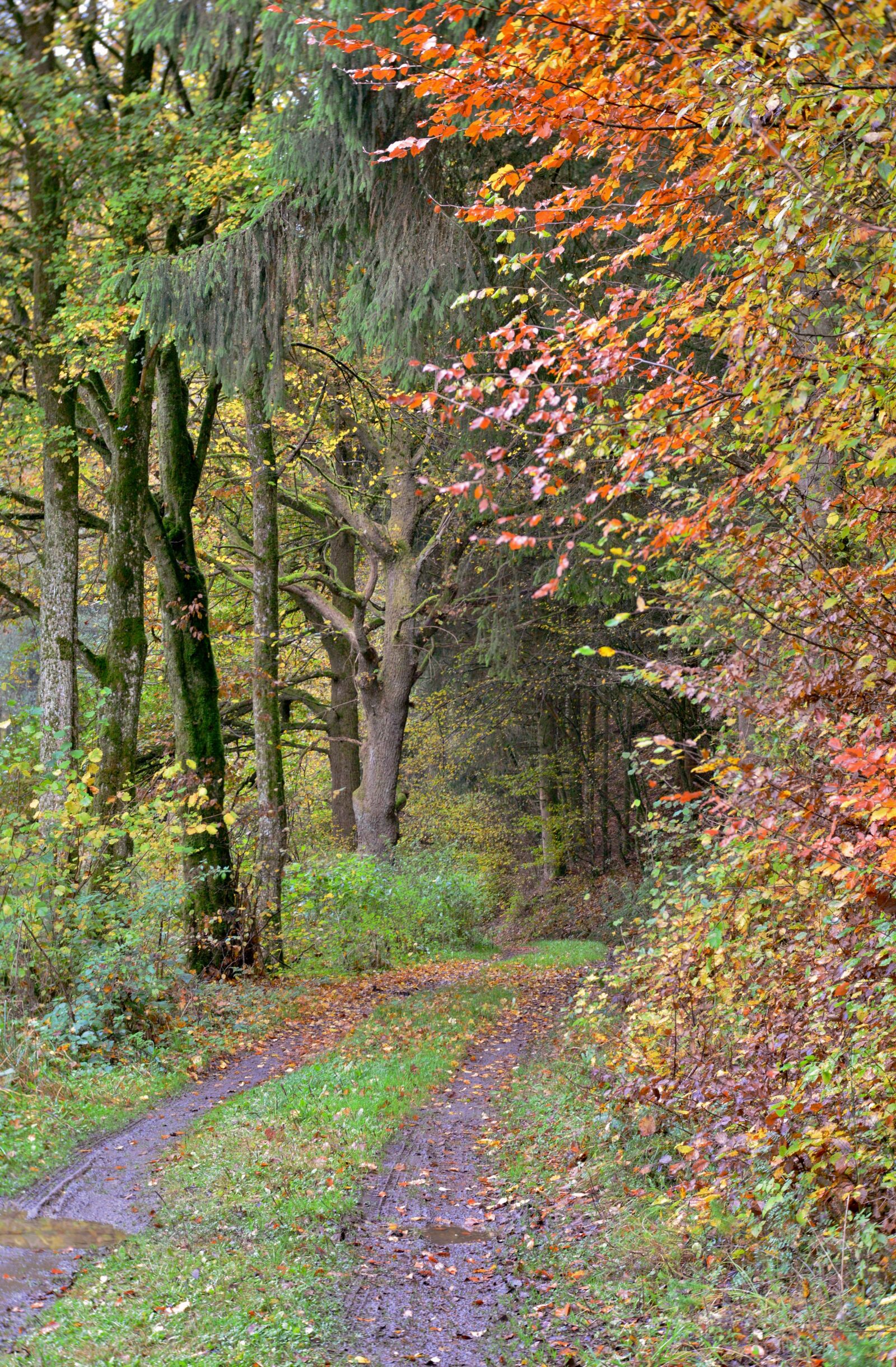 Nikon D600 sample photo. Forest path, autumn, vote photography