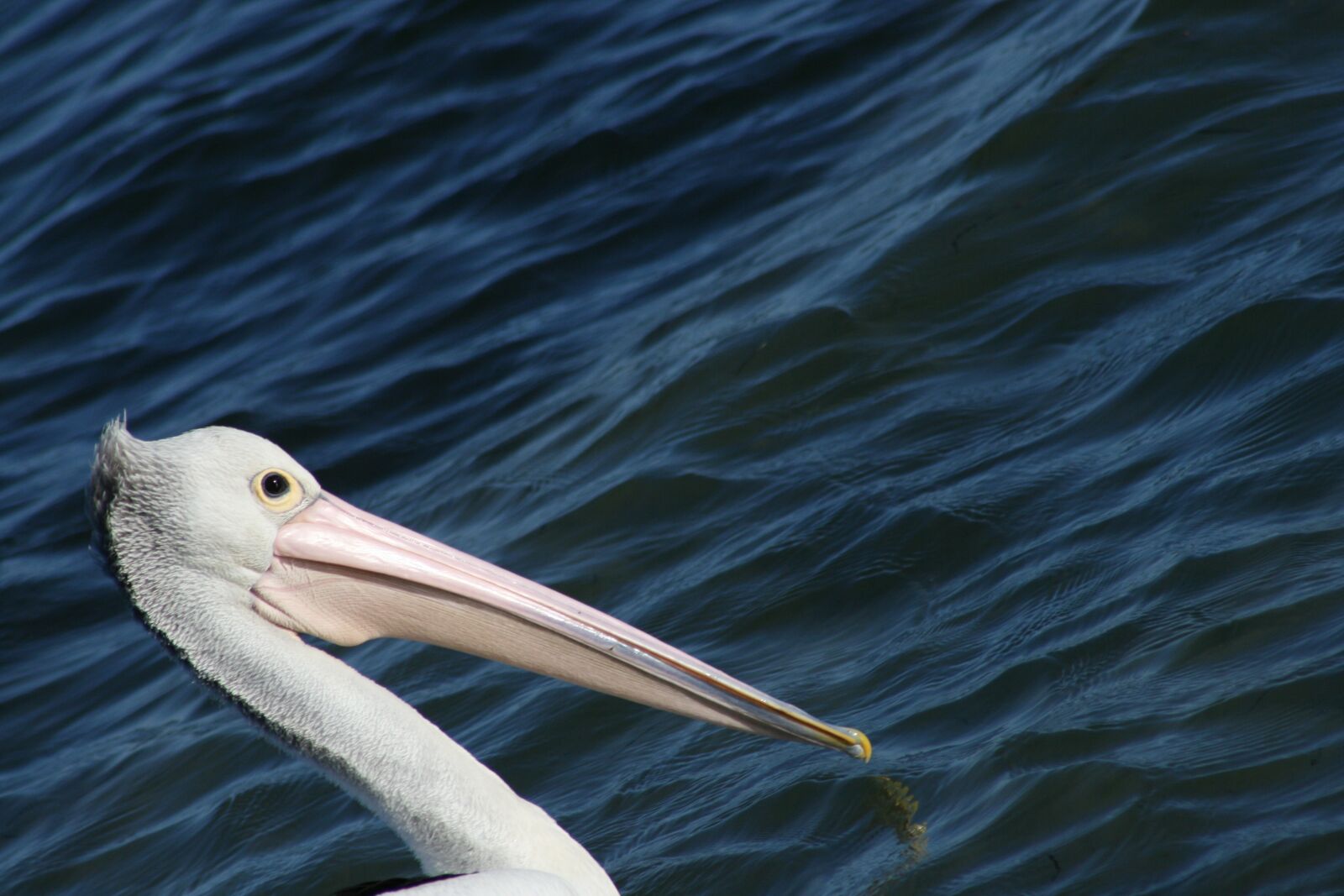 Canon EOS 400D (EOS Digital Rebel XTi / EOS Kiss Digital X) sample photo. Pelican, bird, aves photography