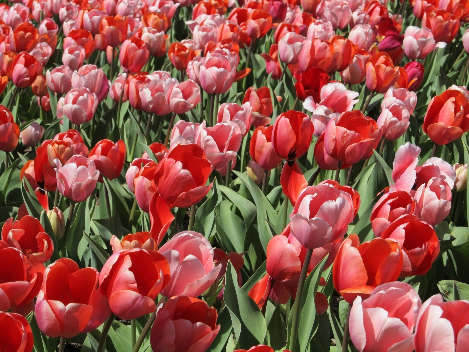Canon PowerShot SX130 IS sample photo. Tulips, mass planting, flowers photography
