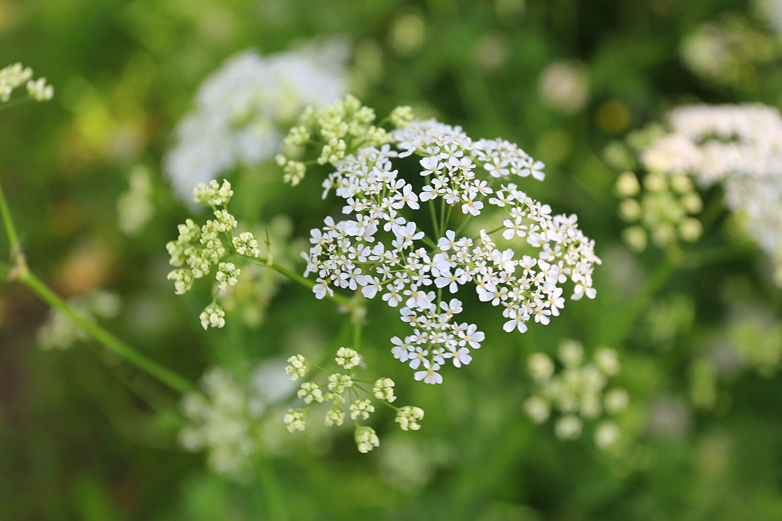 Canon EOS 6D + Canon EF 17-40mm F4L USM sample photo. Summer, heat, june photography