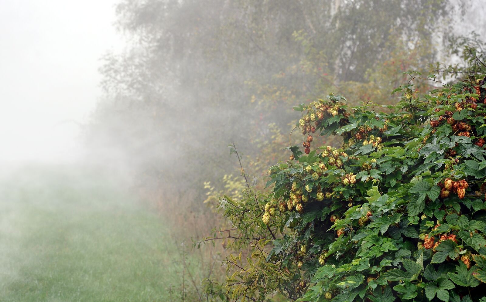 Nikon D90 sample photo. Hop, the fog, garden photography