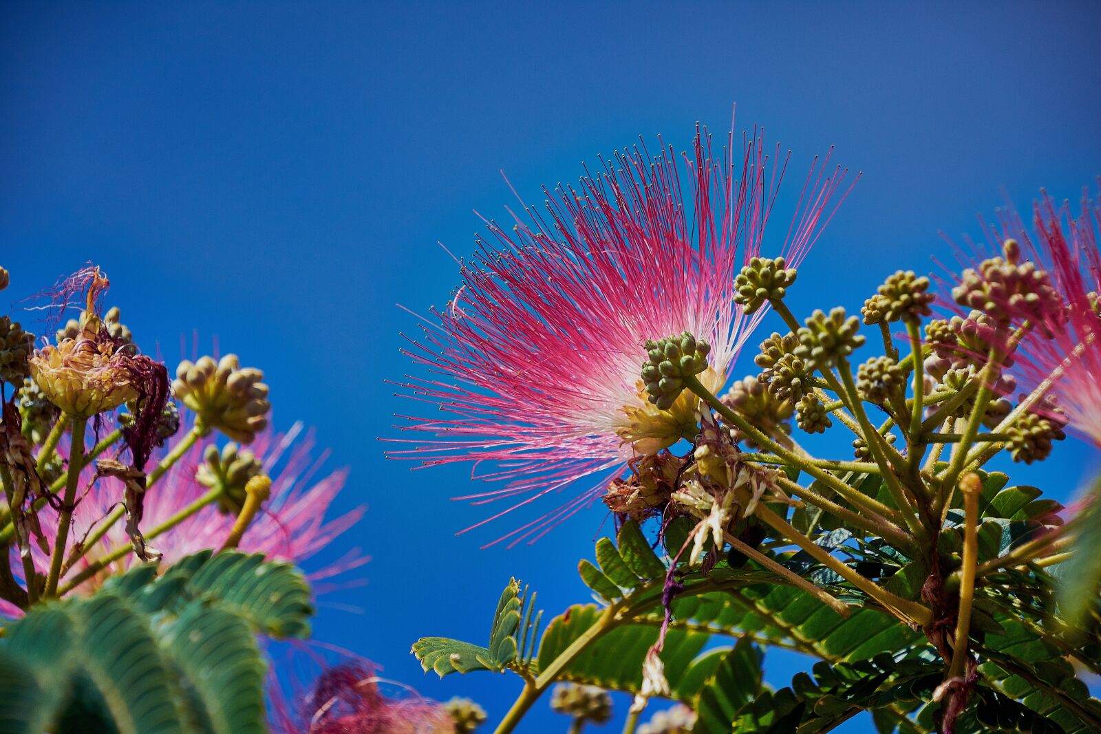Nikon D7200 sample photo. Flower, color, plant photography