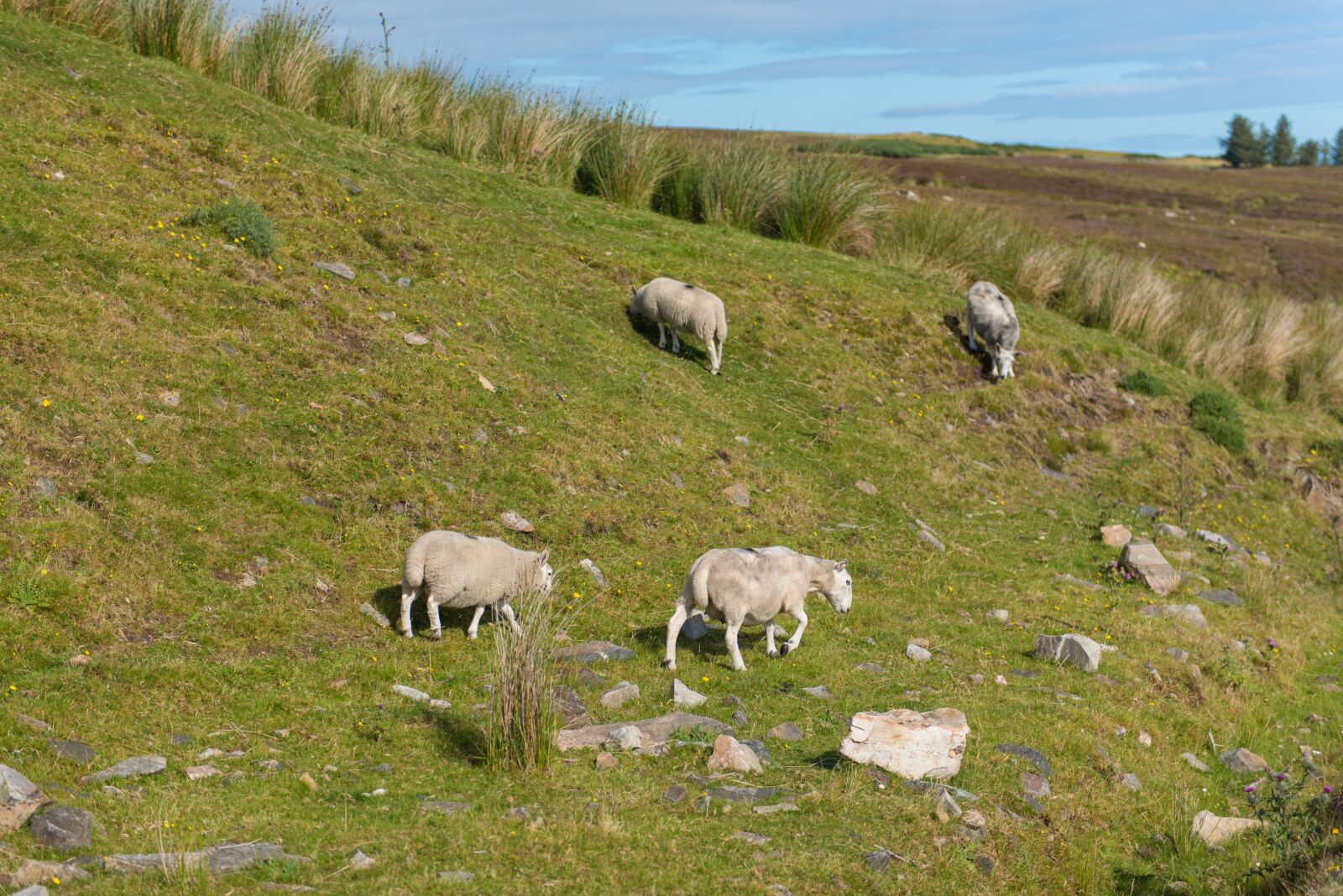 Nikon D750 sample photo. Sheep, flock, grass photography