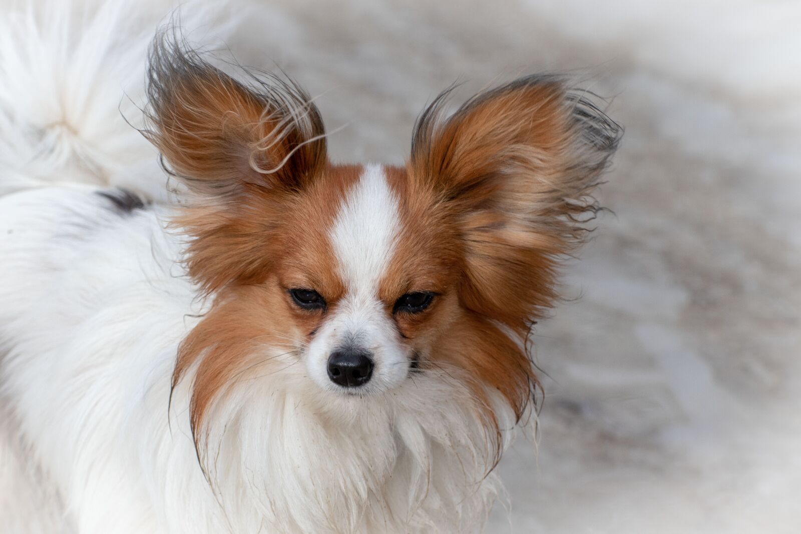 Canon EOS 200D (EOS Rebel SL2 / EOS Kiss X9) sample photo. Dog, dwarf spaniel, papillon photography