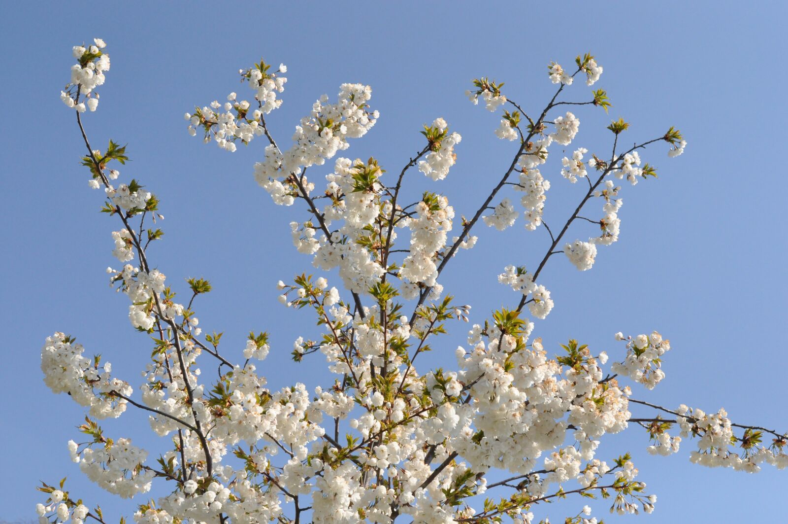 Nikon D90 sample photo. Flowers, tree, nature photography