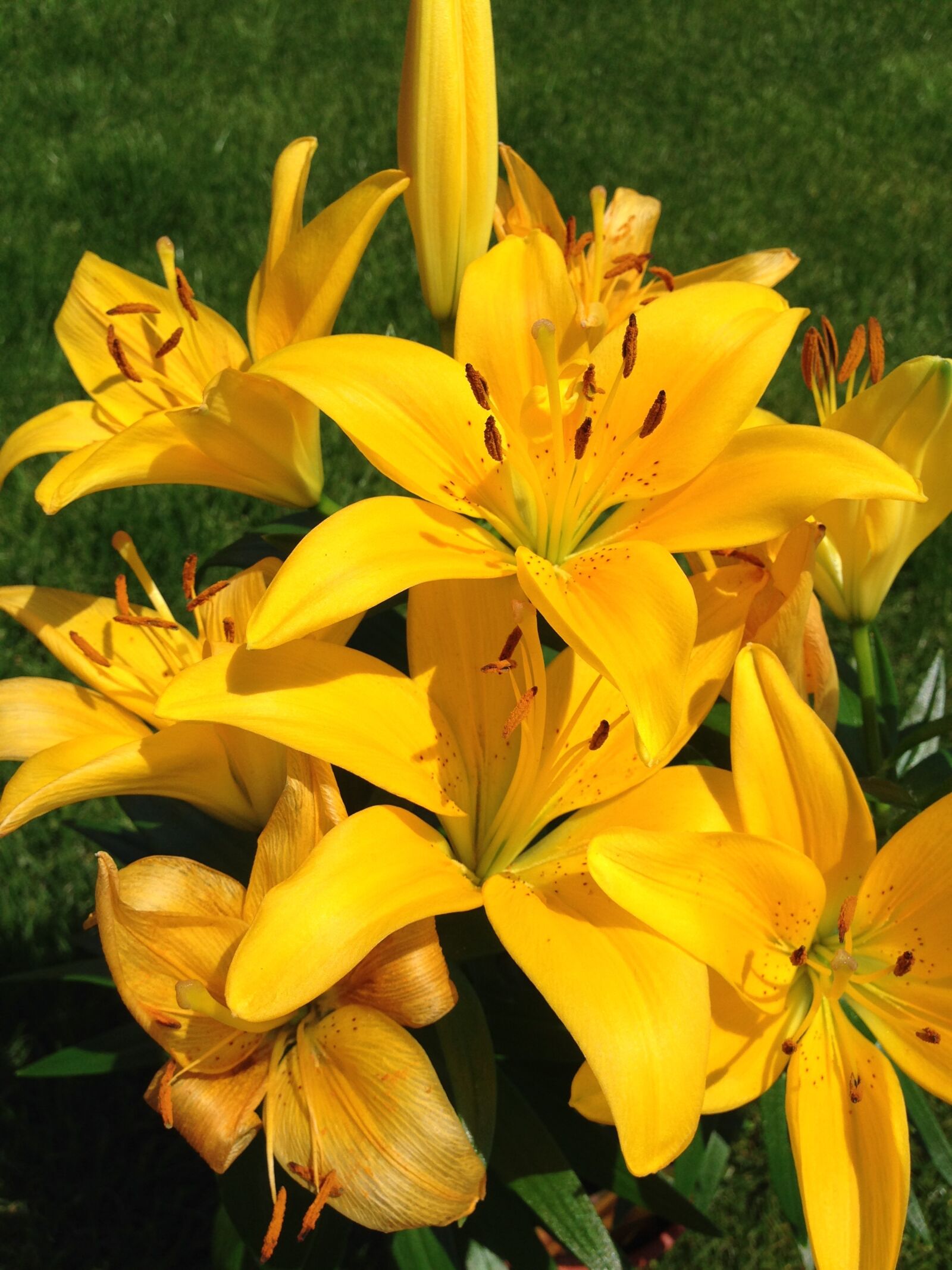 iPhone 5 back camera 4.12mm f/2.4 sample photo. Yellow, lilium, flower photography