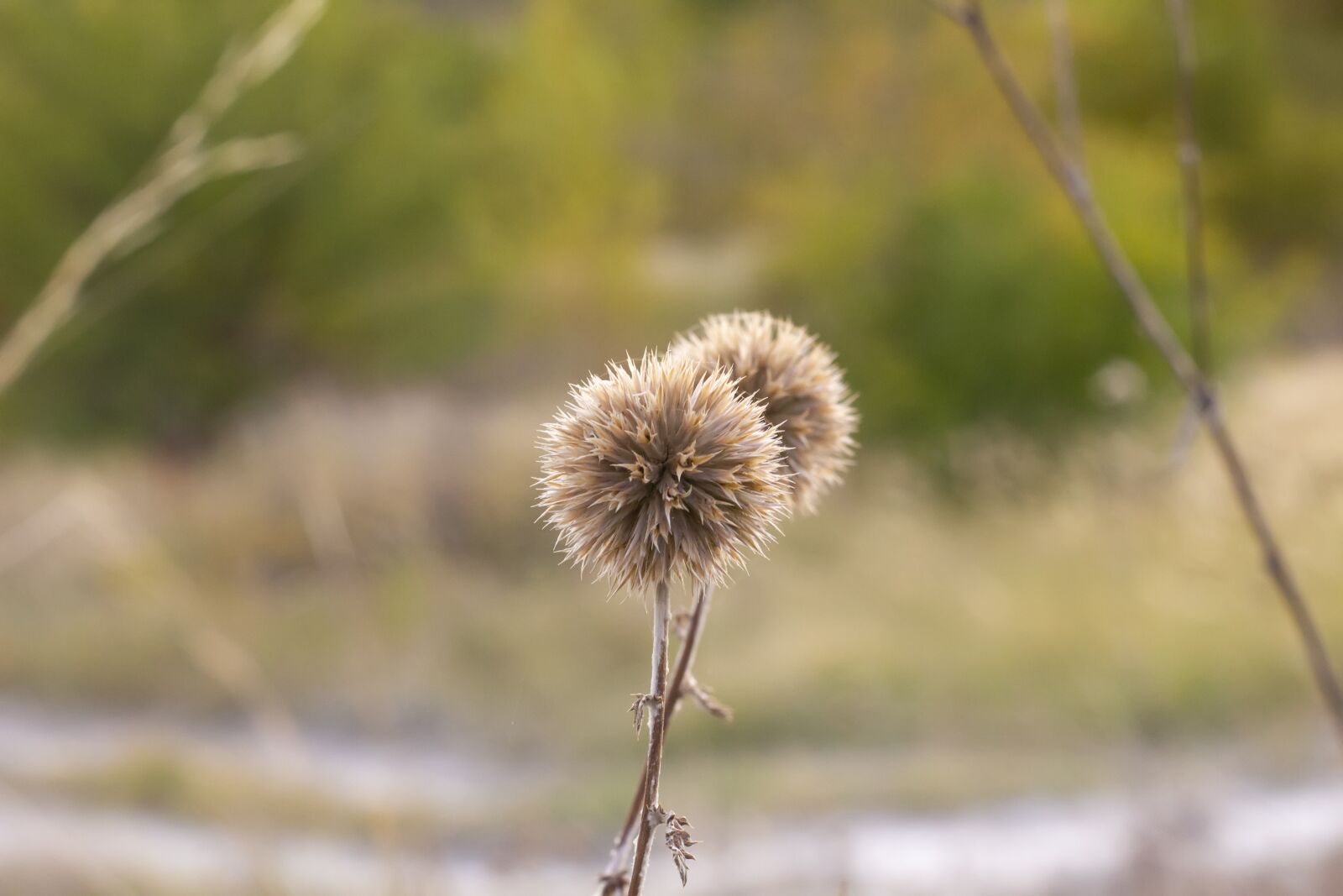 Canon EOS 550D (EOS Rebel T2i / EOS Kiss X4) sample photo. Field, landscape, nature photography