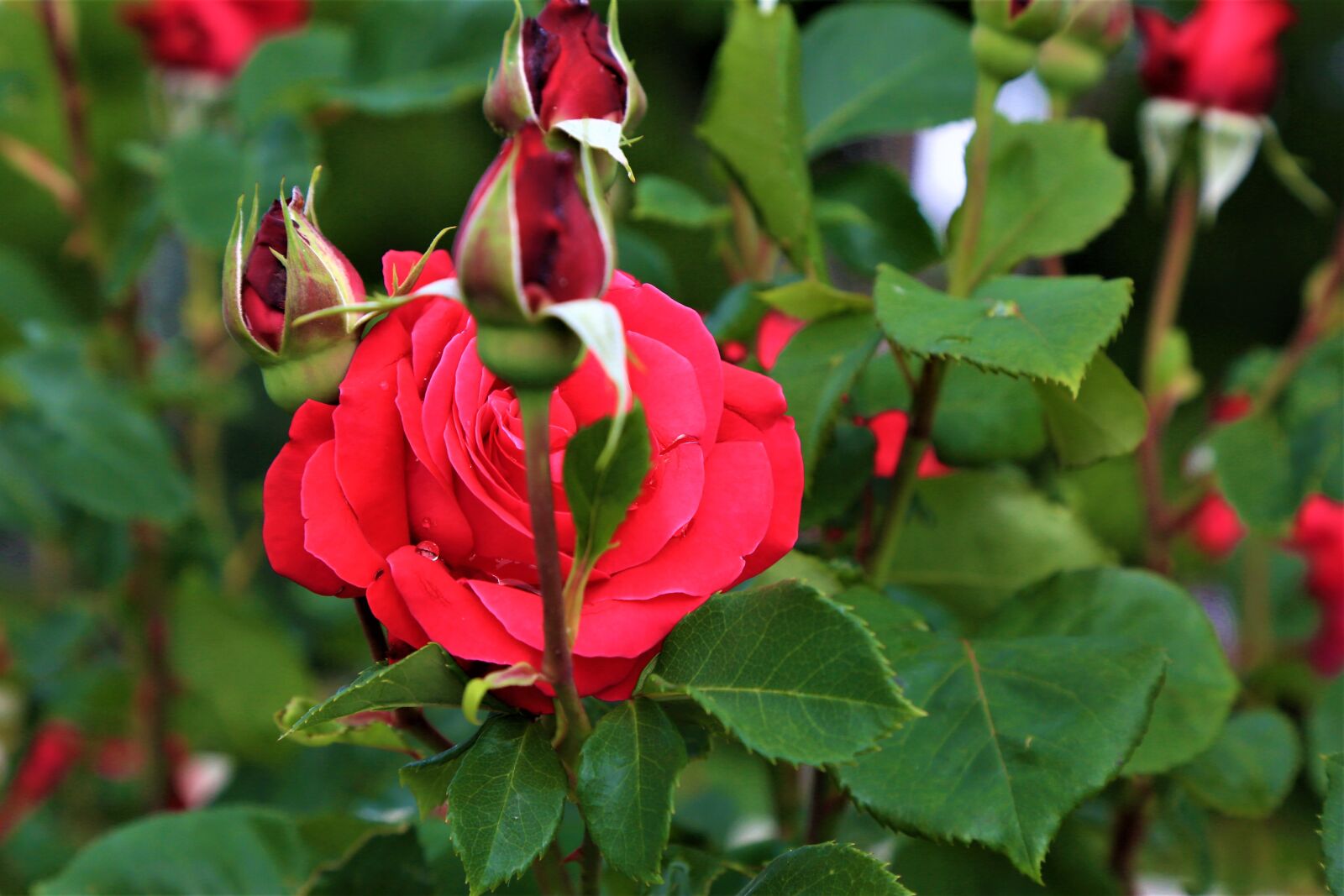 Canon EOS 5D Mark III sample photo. Rose, red, nature photography