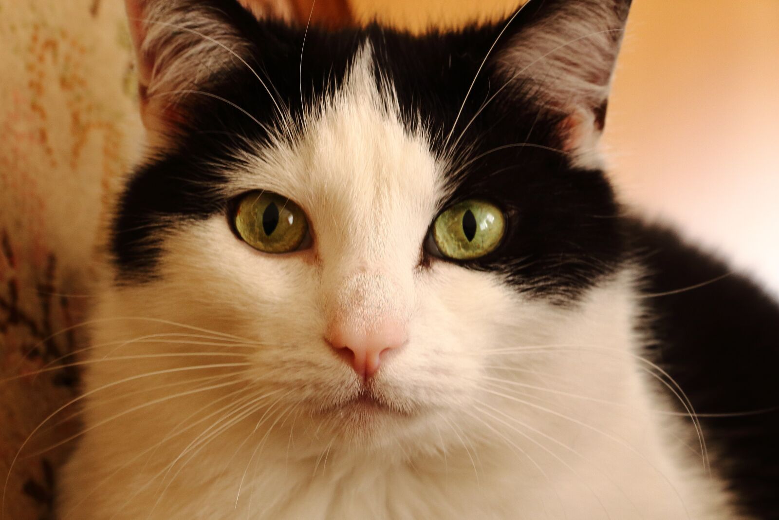 Canon EOS 700D (EOS Rebel T5i / EOS Kiss X7i) sample photo. Cat, domestic cat, pet photography