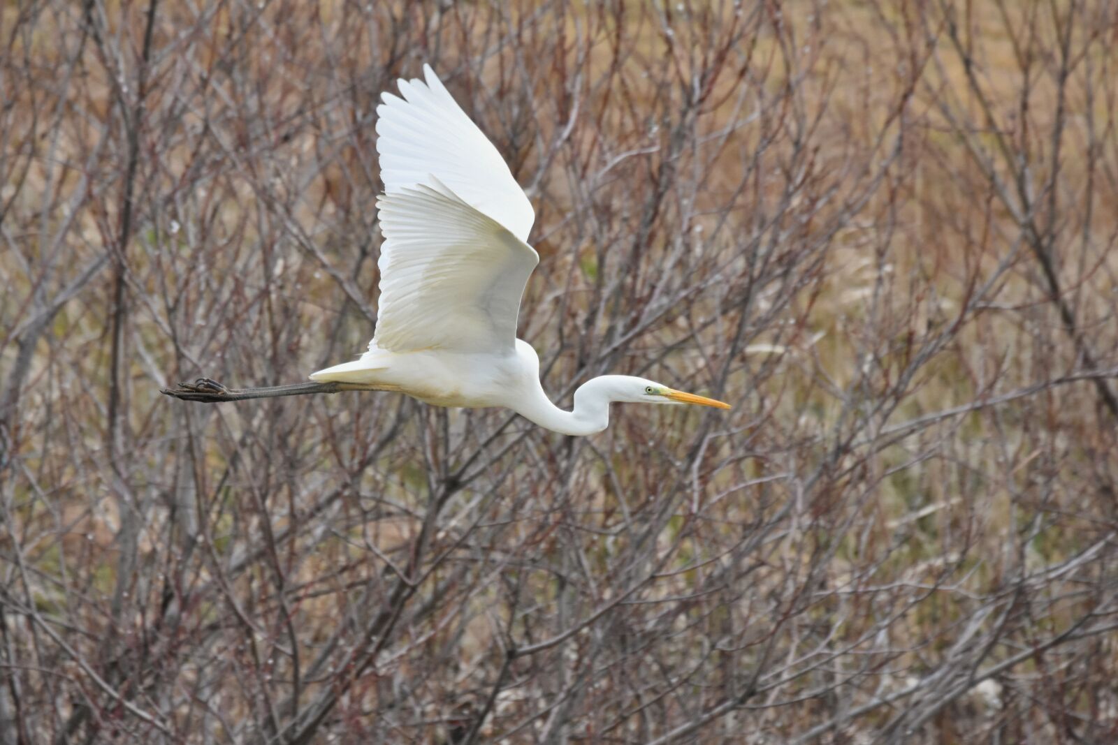 Nikon D7200 sample photo. Animal, river, waterside photography