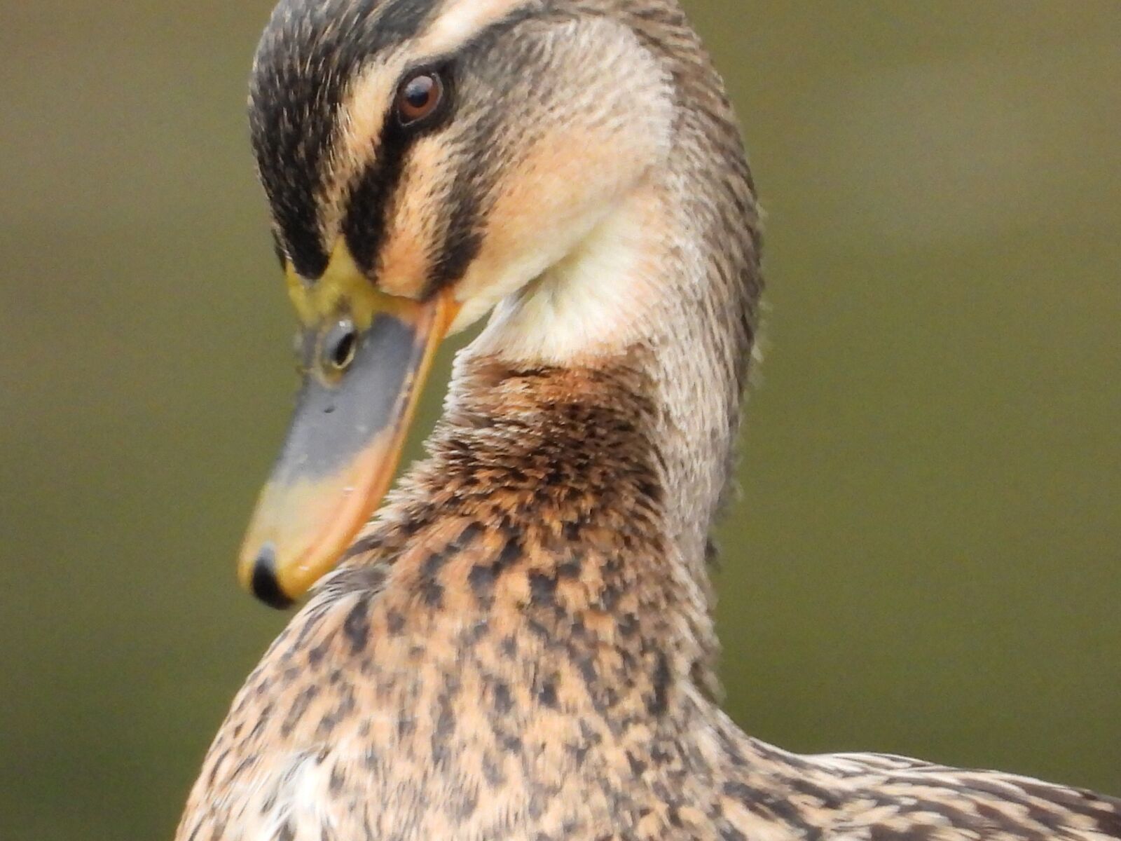 Nikon Coolpix P1000 sample photo. Duck, wild, animal photography
