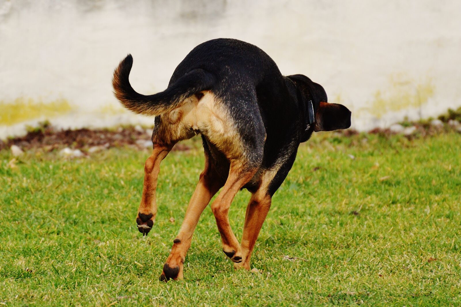 Nikon D3200 sample photo. Dog, romp, play photography