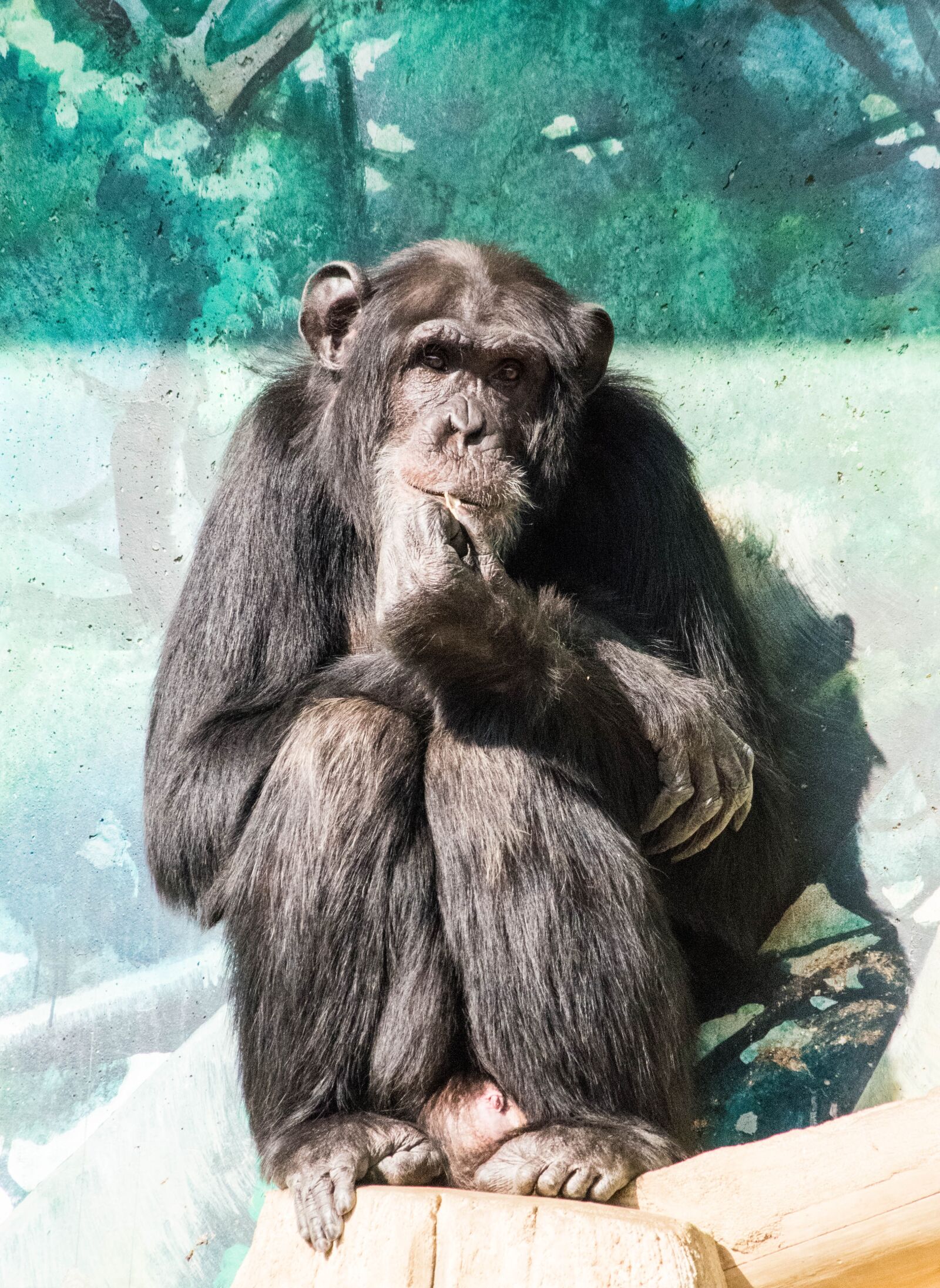 smc PENTAX-DA L 55-300mm F4-5.8 ED sample photo. Monkey, chimp, animal photography