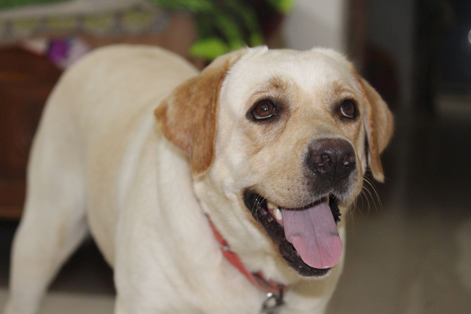 Canon EOS 700D (EOS Rebel T5i / EOS Kiss X7i) sample photo. Candy, labrador, dogs photography