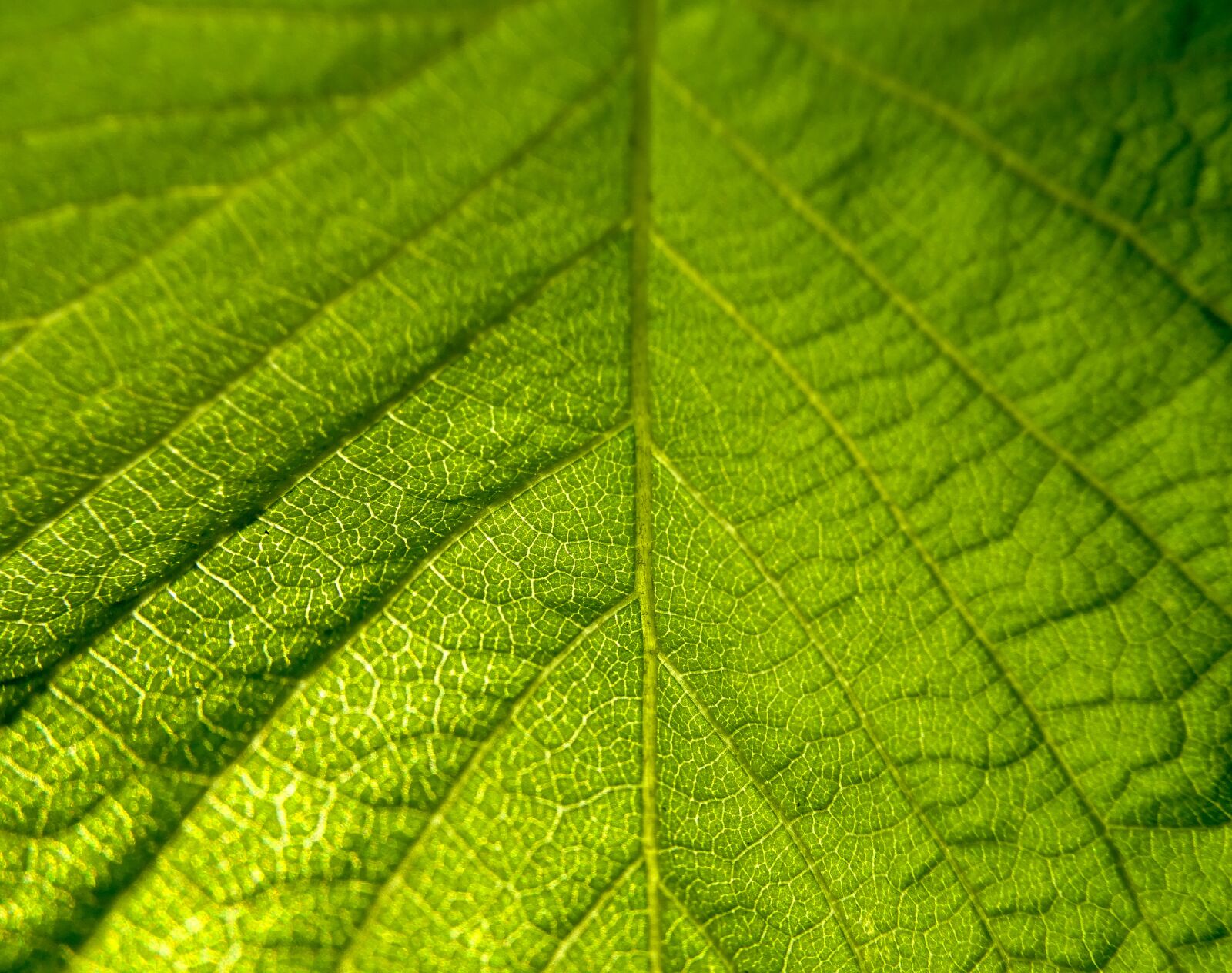 Sony Cyber-shot DSC-HX350 sample photo. Leaf, vineyard, leaves photography